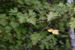 Parsley hawthorn